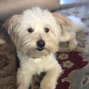 Meet your Posher, Monica